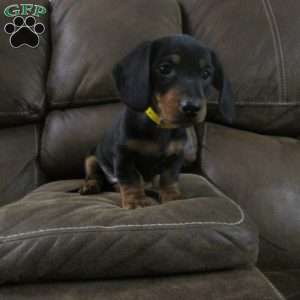 Digger, Dachshund Puppy